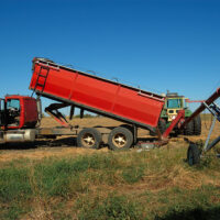 A Red Grain Agricultural Dump Trailer Unloads Grain Crop