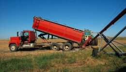 A Red Grain Agricultural Dump Trailer Unloads Grain Crop